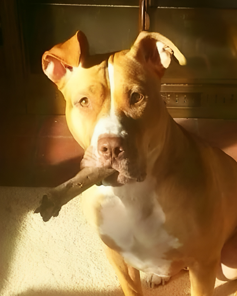 Dutchie O’Dell Profile Photo
