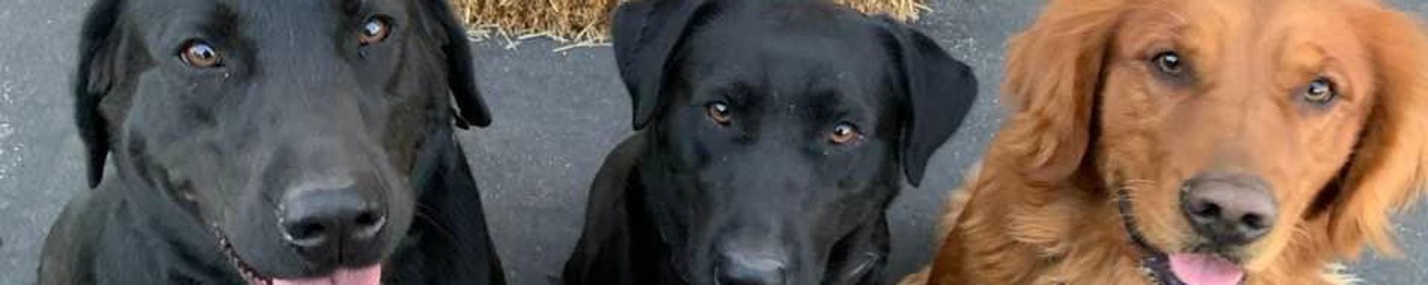 Cover for Bentley Spencer's Obituary