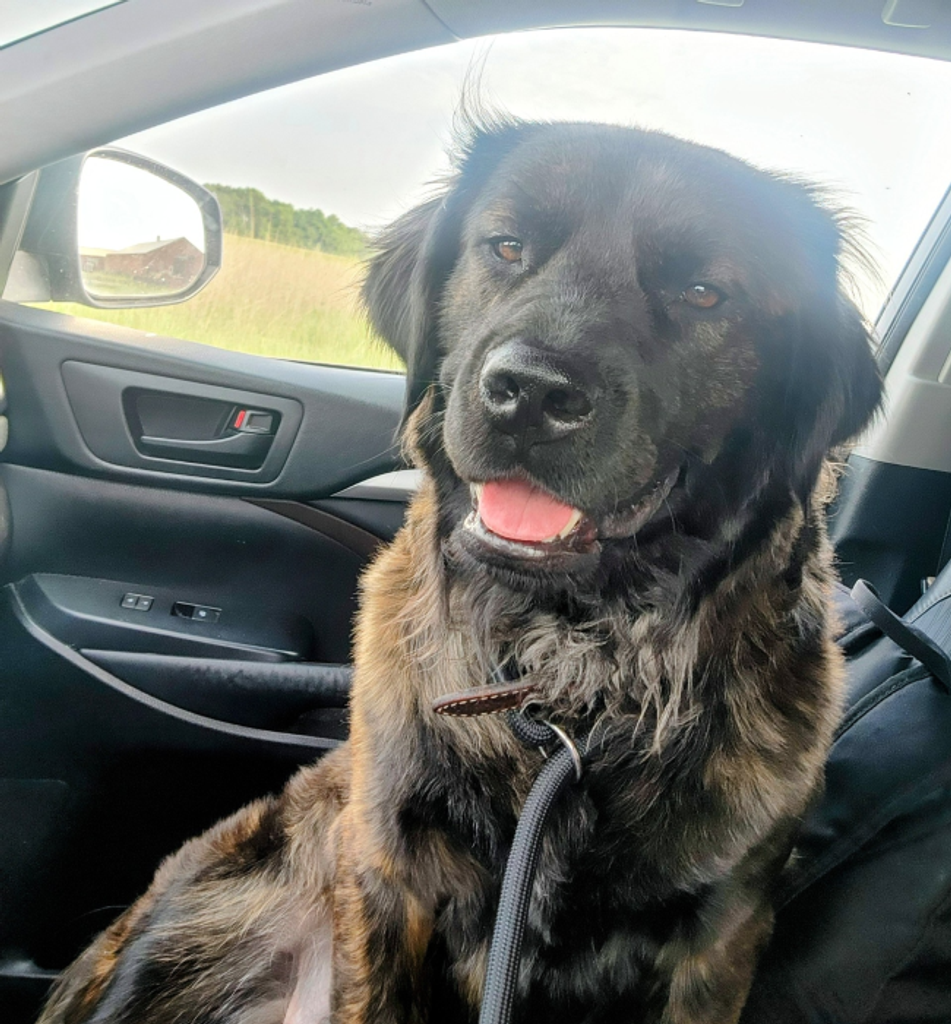 Raven Vester-Silotto