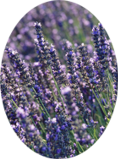 Shirley Ann Smith Profile Photo