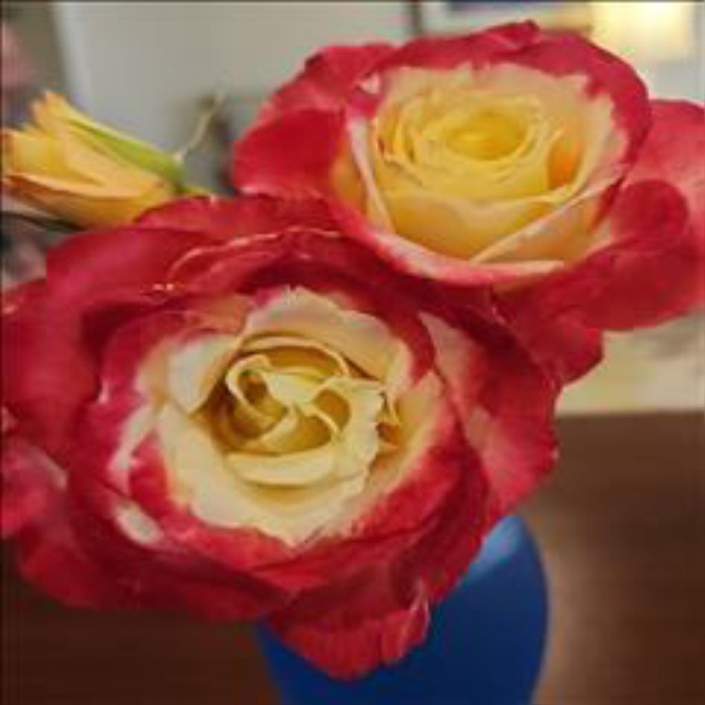 Adrienne Judith Werner Profile Photo