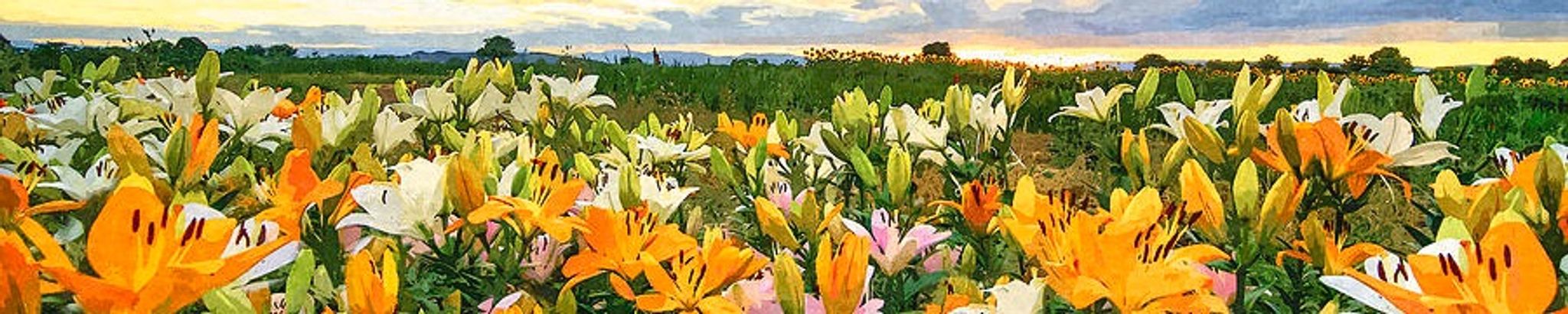 Cover photo for Lillibeth G. Swail's Obituary
