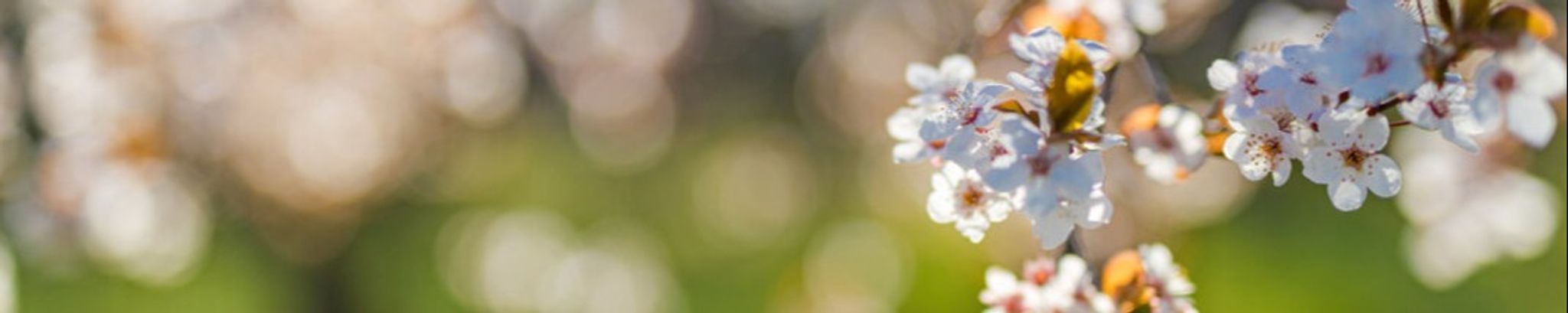 Cover photo for Arlene Odom's Obituary