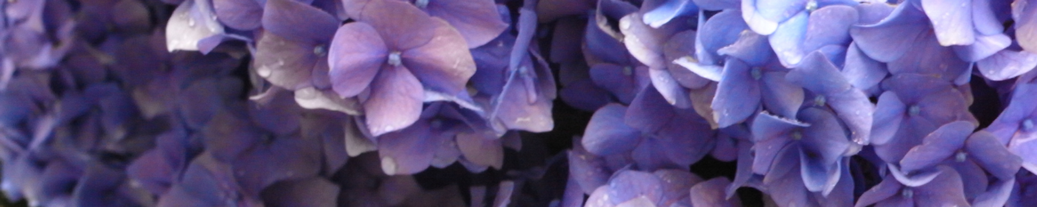 Cover for Rachel Ranee Petty's Obituary