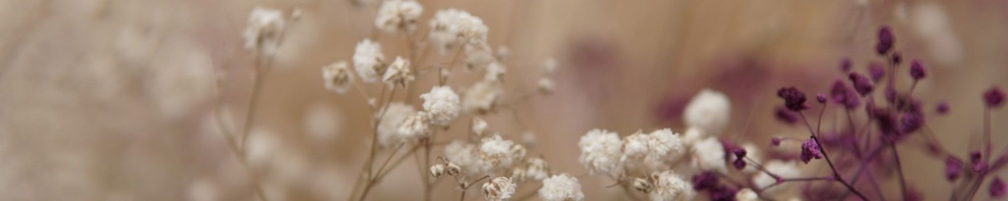 Cover photo for Norma Alicia Gonzalez Garcia's Obituary