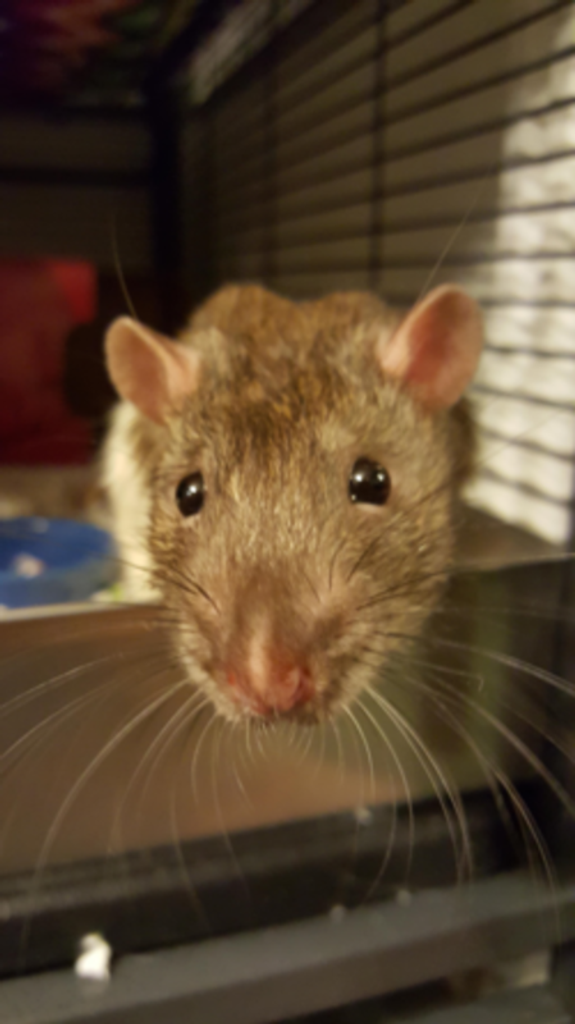 Wash Stedman Profile Photo