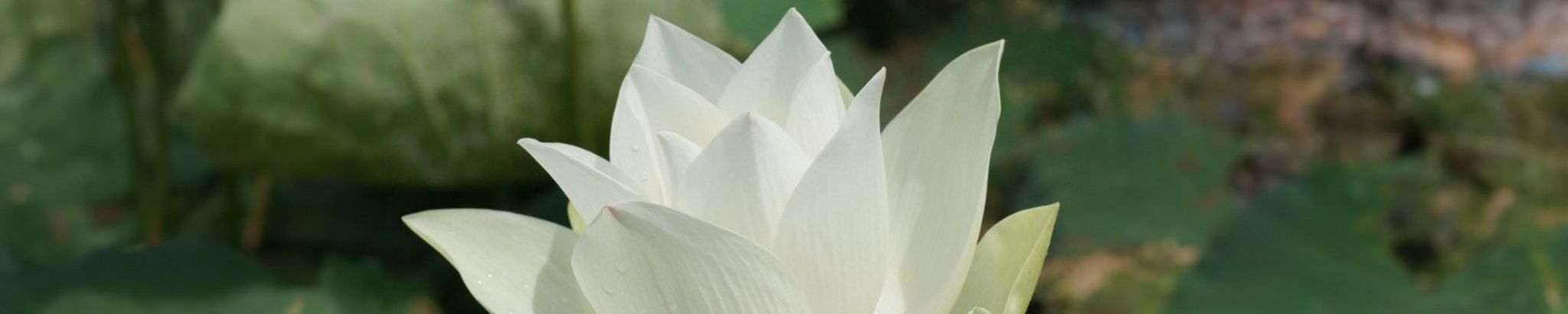 Cover photo for Thoi Thi Lu's Obituary