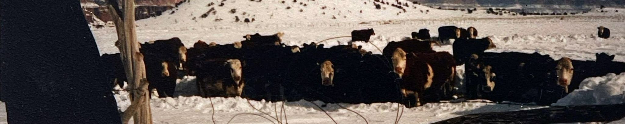 Cover for Dwight Williams's Obituary