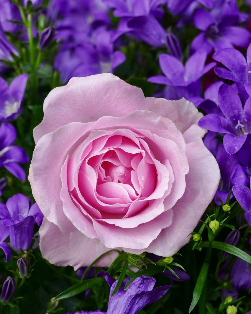 Jacqueline Cutting Profile Photo