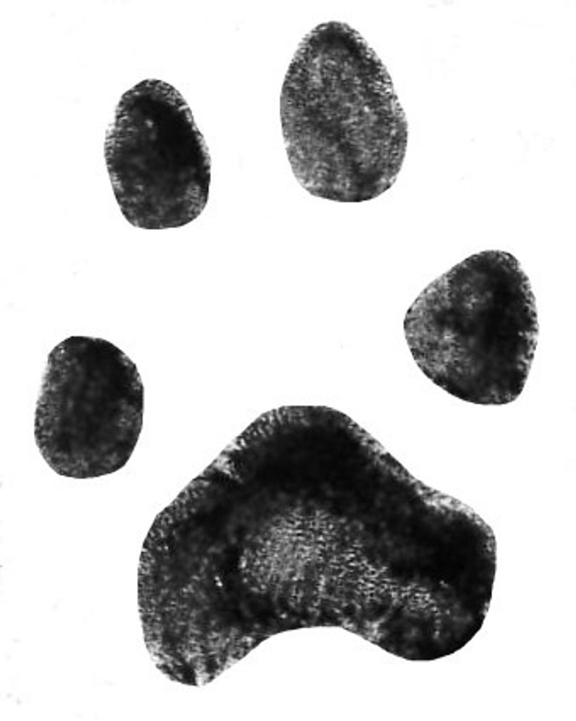 Bedlam McKinney Profile Photo