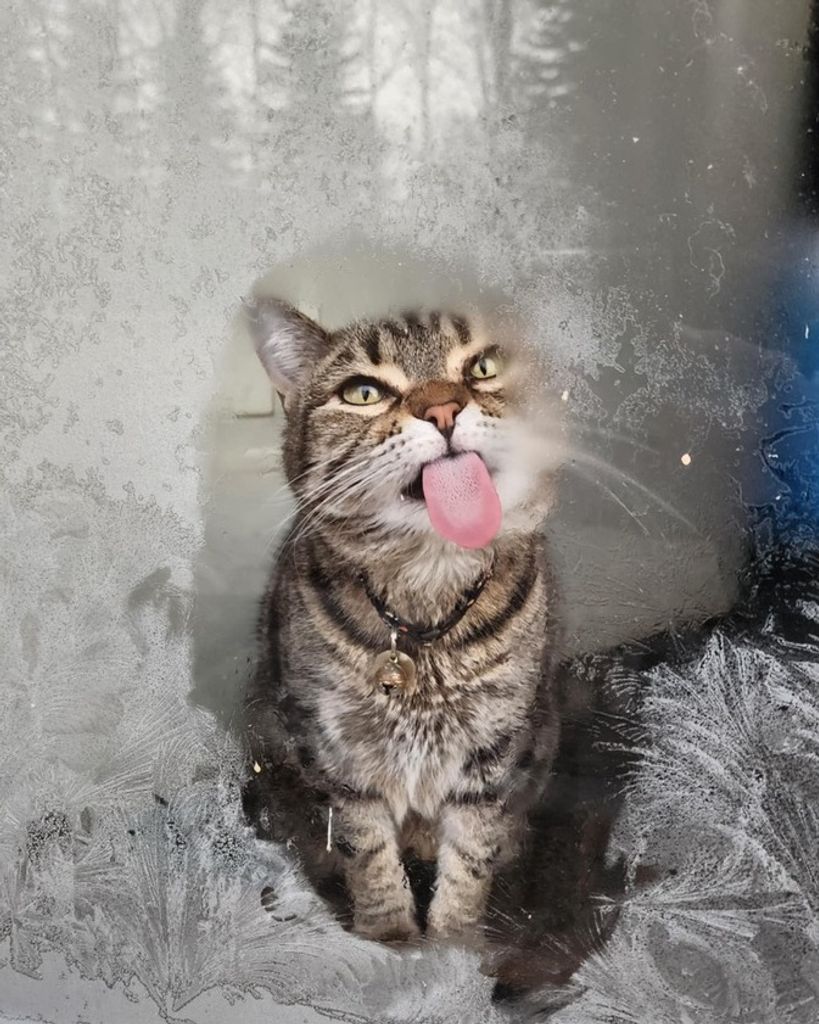 Shroom Mellies Profile Photo