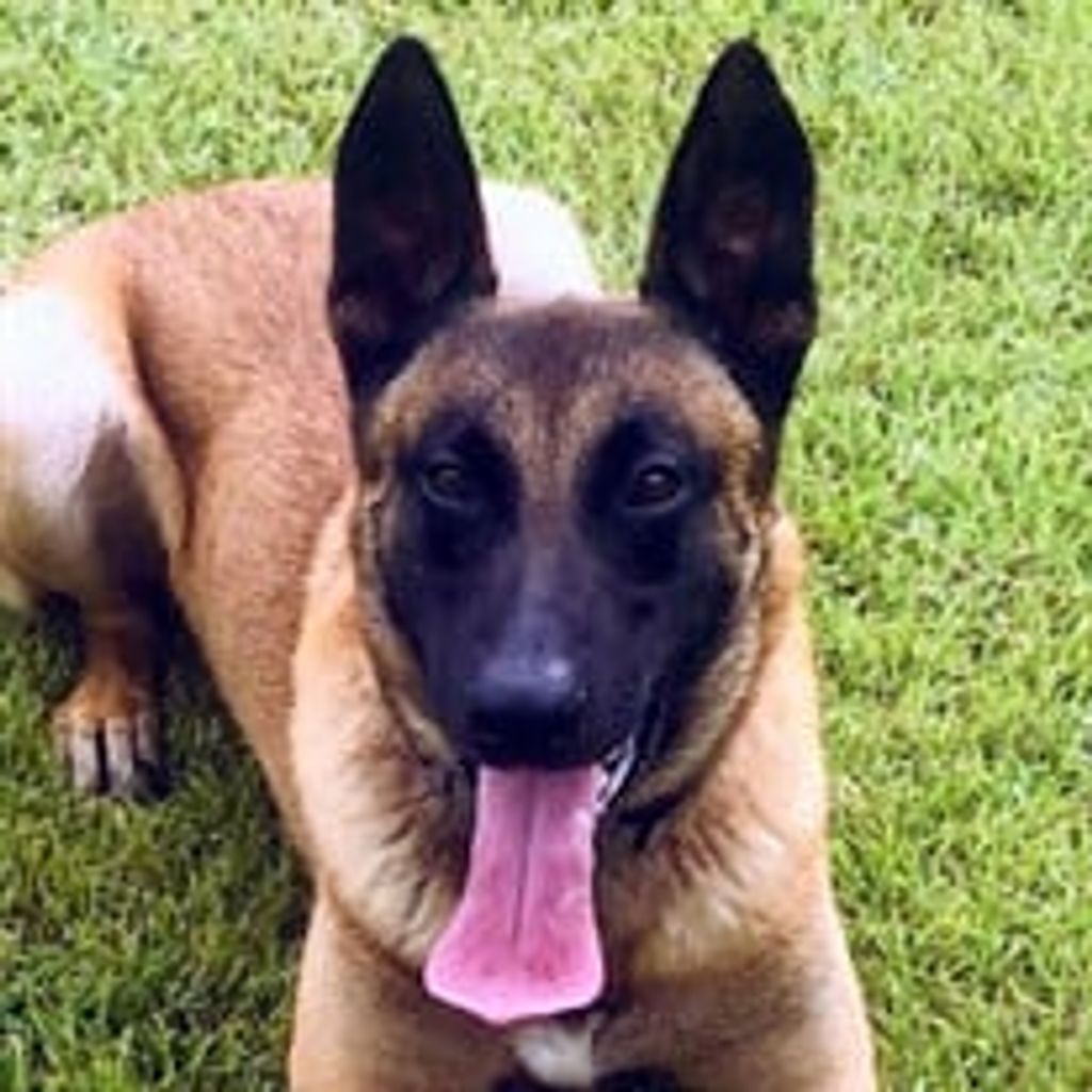 K-9 Officer Yoda