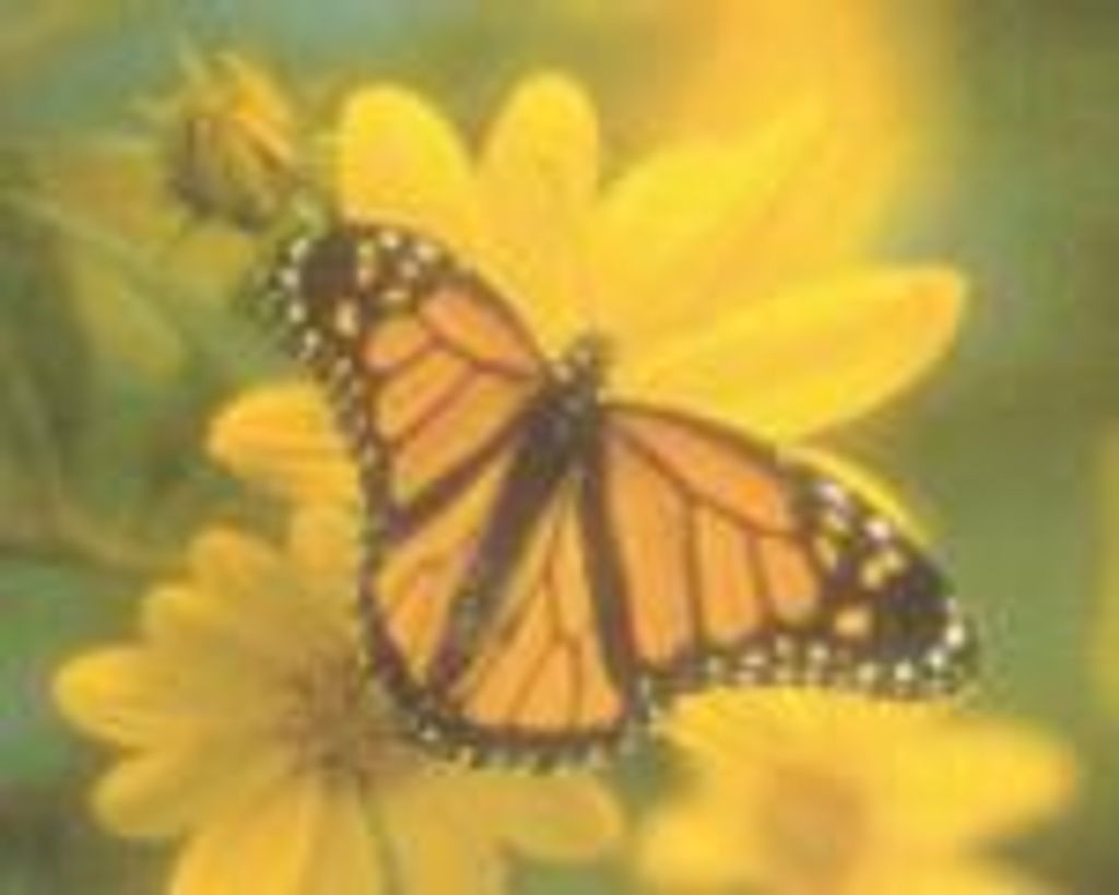 Dennis Gregory Brown, Sr.