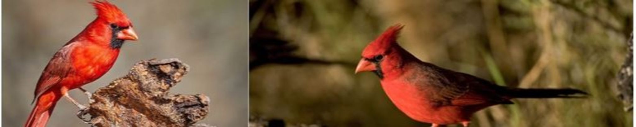 Cover for Evelyn Virginia Freeman West's Obituary