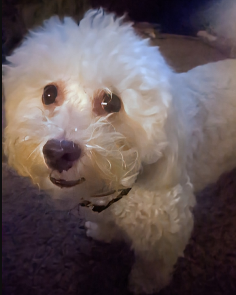 Snowball Morrow Profile Photo