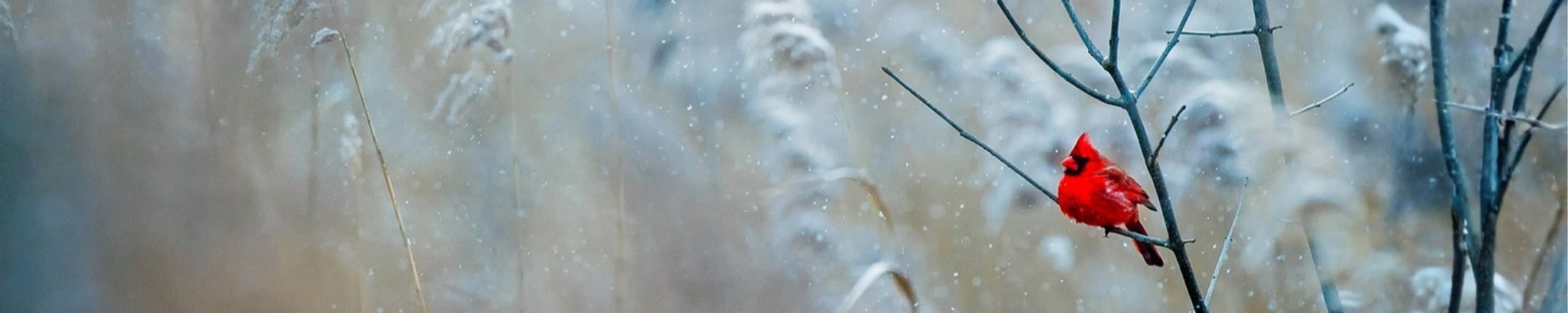 Cover for Rita J. Rehak's Obituary