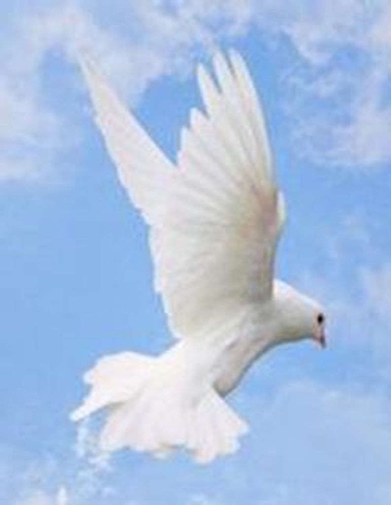 Martha Saxon Stott Profile Photo