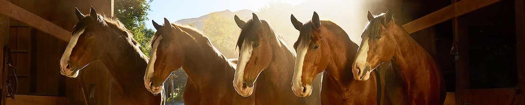 Cover for Michael Harry Castagnasso's Obituary