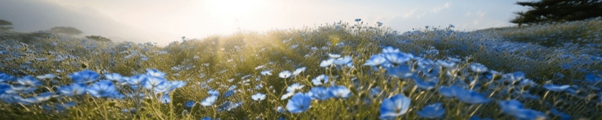 Cover photo for Susanne Laverock Phillips's Obituary