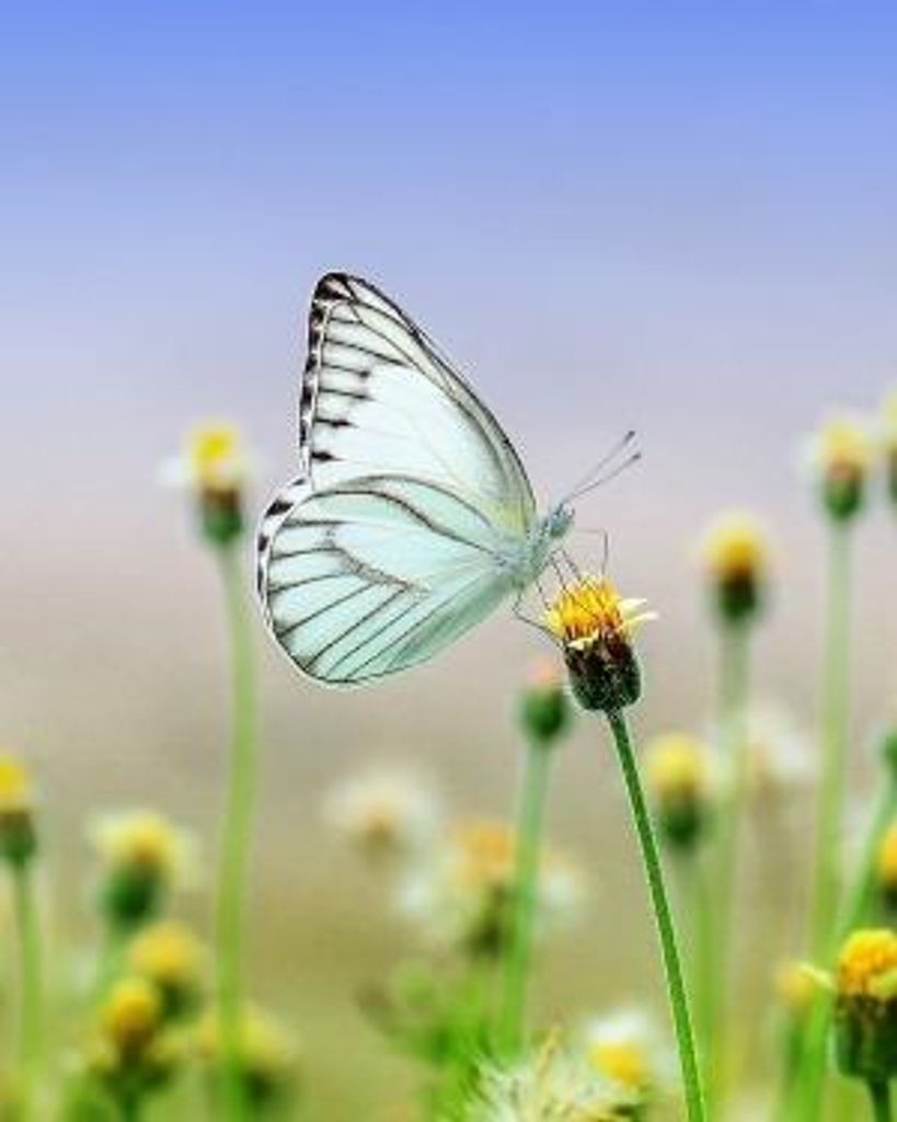 Margaret "Peggy" R Meixner Profile Photo