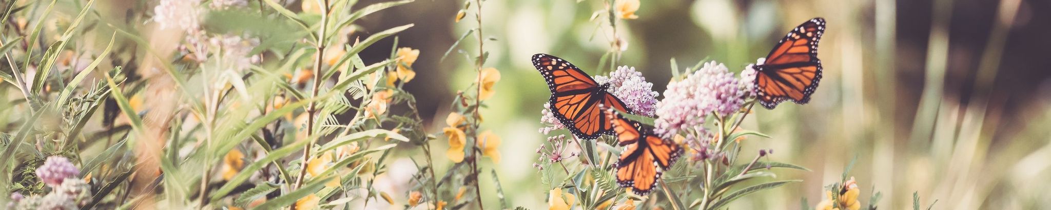 Cover for Joyce E. Palczynski's Obituary