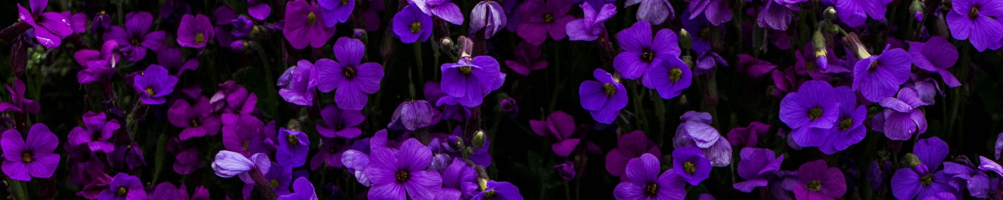 Cover photo for Jaclyn Rae Farmer's Obituary