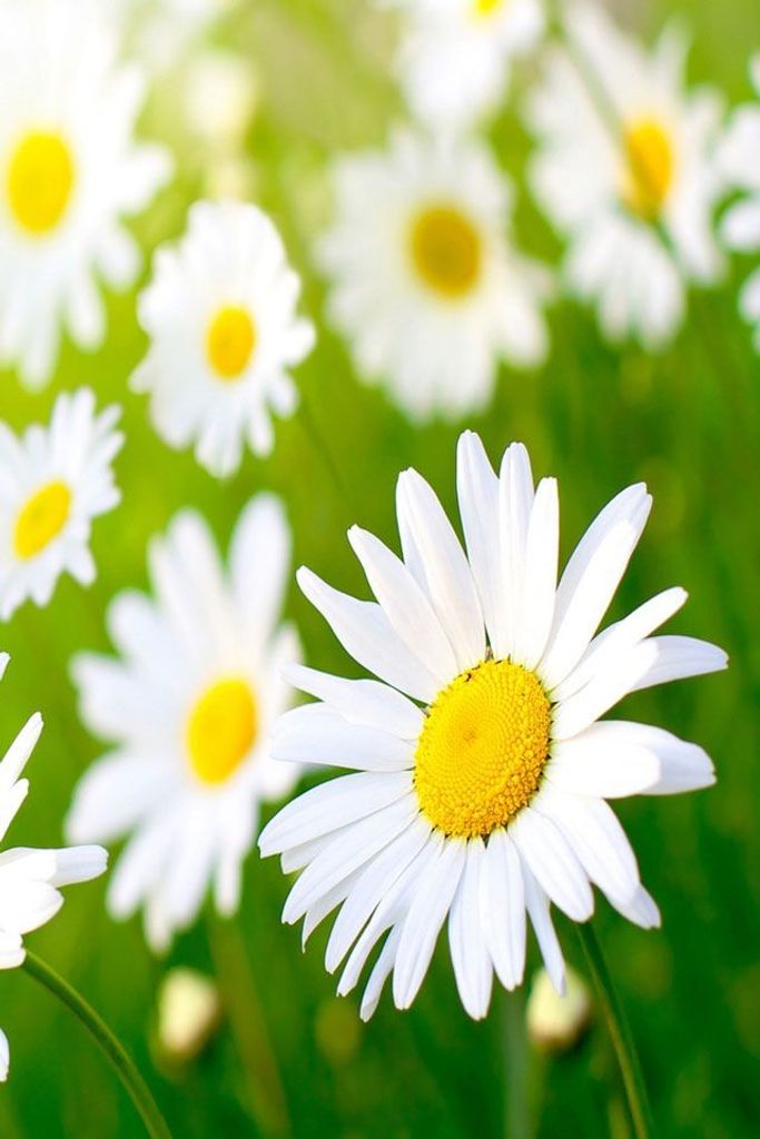 Constance B Long Profile Photo