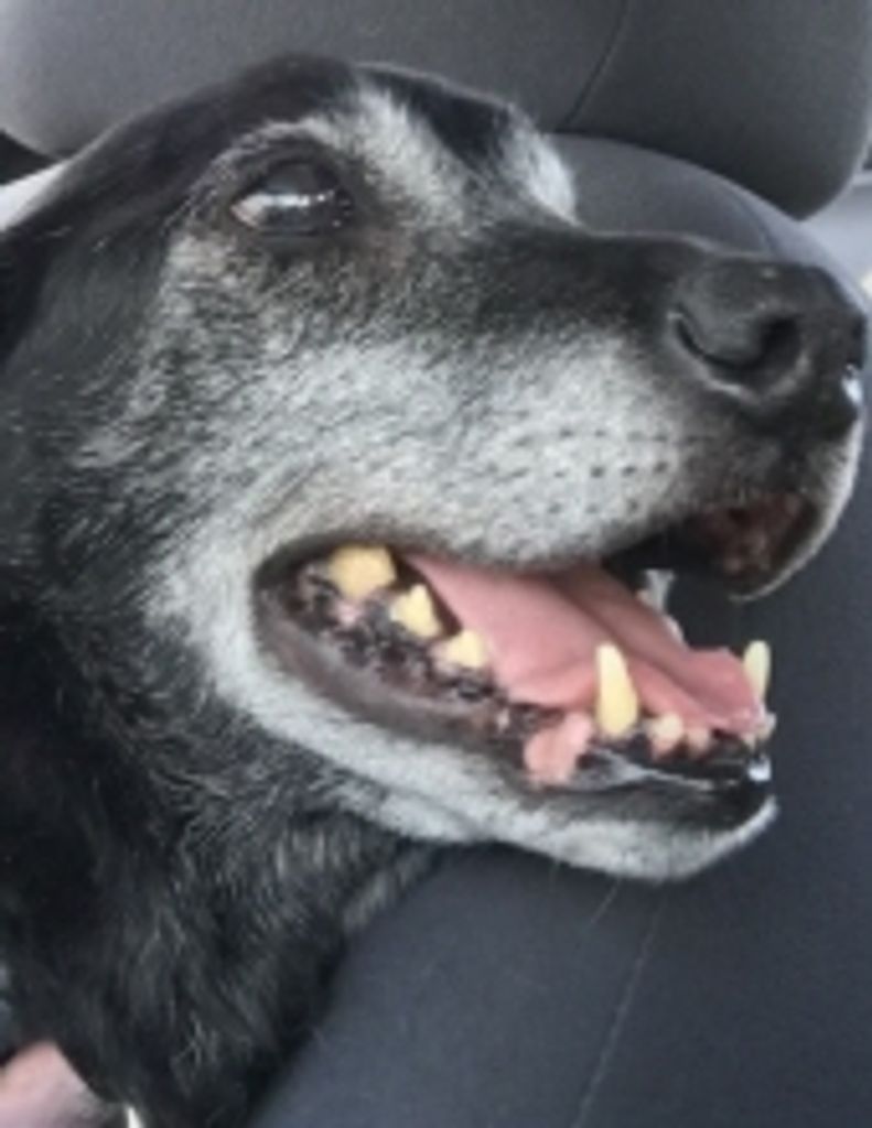 Toulouse Mcmickens Profile Photo