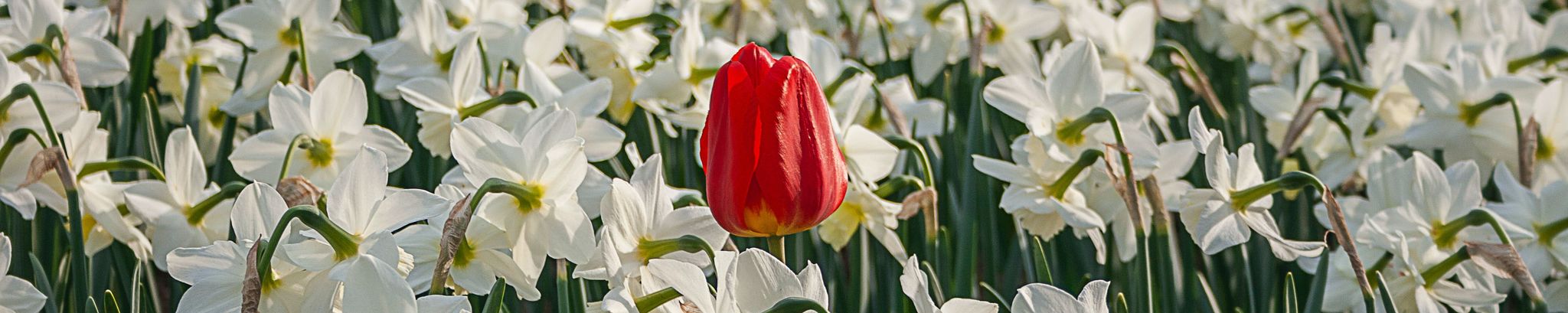 Cover photo for Virginia Harrington's Obituary