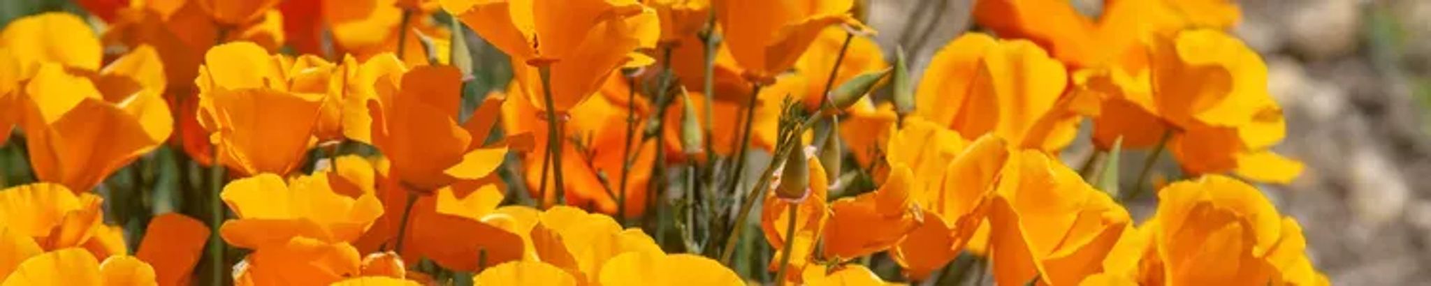 Cover for Nicole Nadia Wilson's Obituary