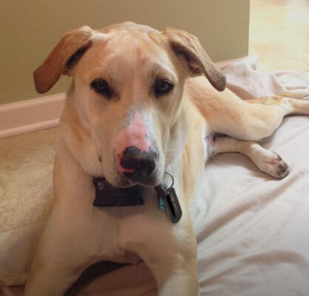 Dozer Ledford Profile Photo