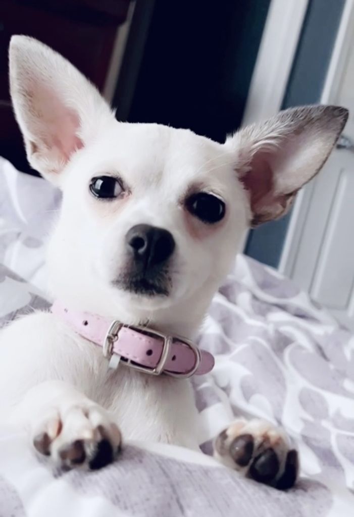 Jaya Arianna Prescott