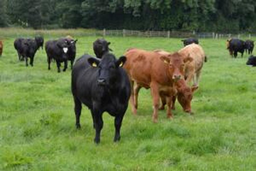 Mikell Lee Bennett Sr.