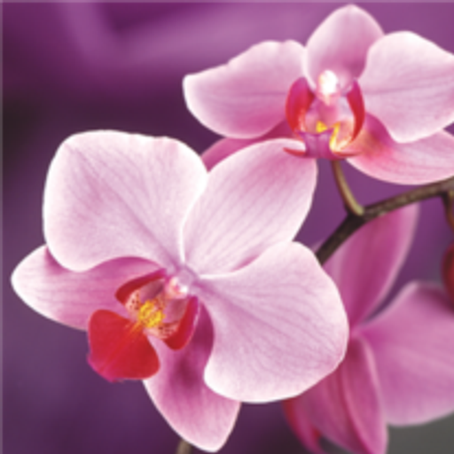 Maria Del Socorro Valenzuela Profile Photo