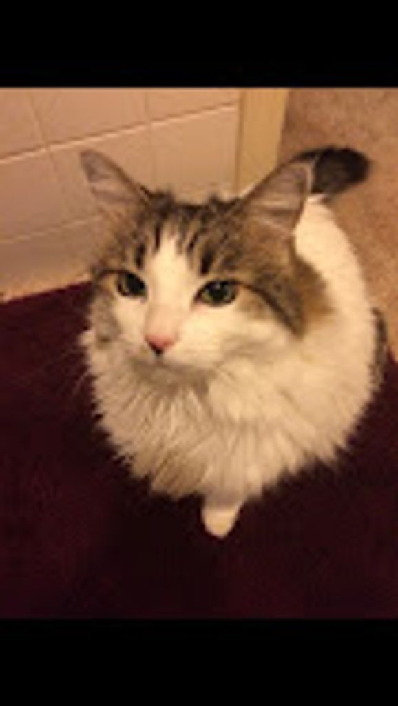 Noel Profile Photo