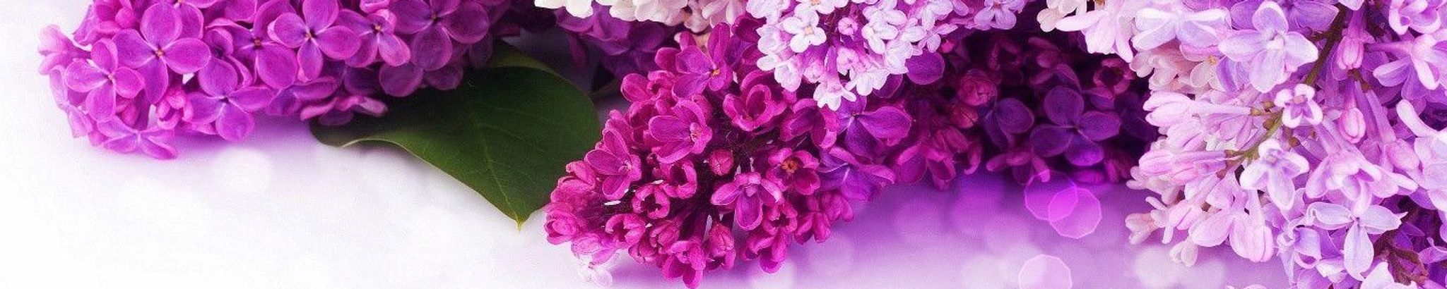 Cover photo for Immacolata Colosimo's Obituary