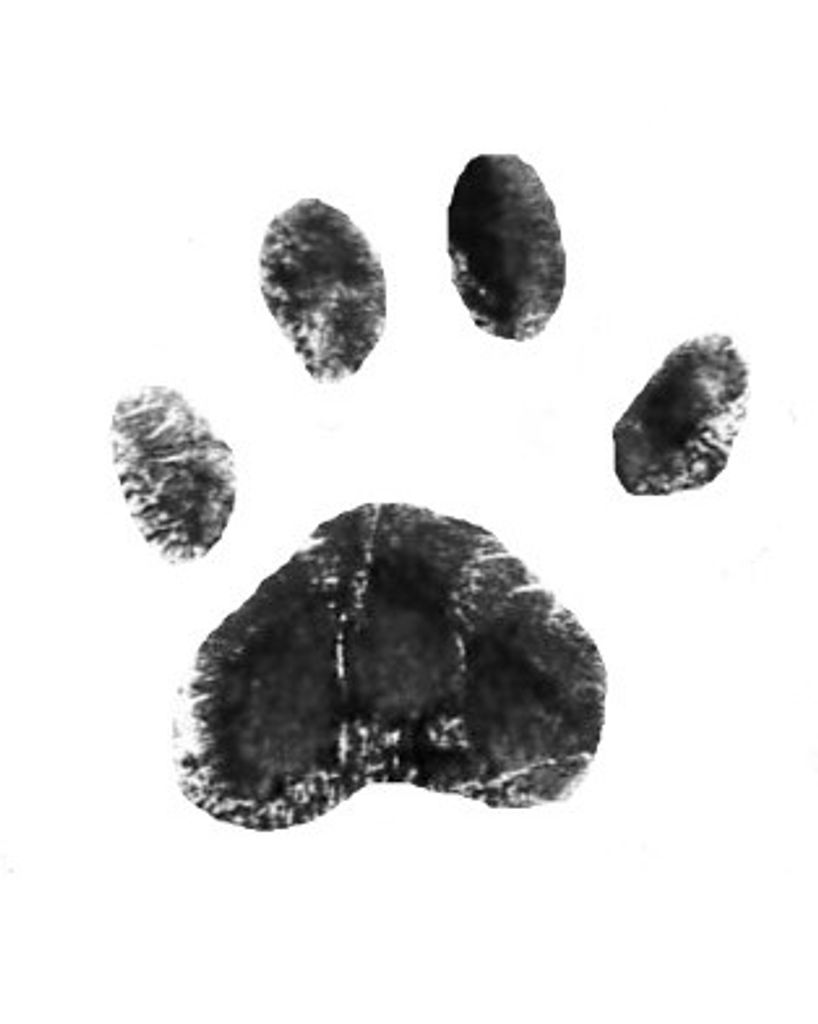 Tiger Spencer Profile Photo