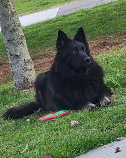 Saoirse Monroe VanderBor-Hausmanis's obituary image