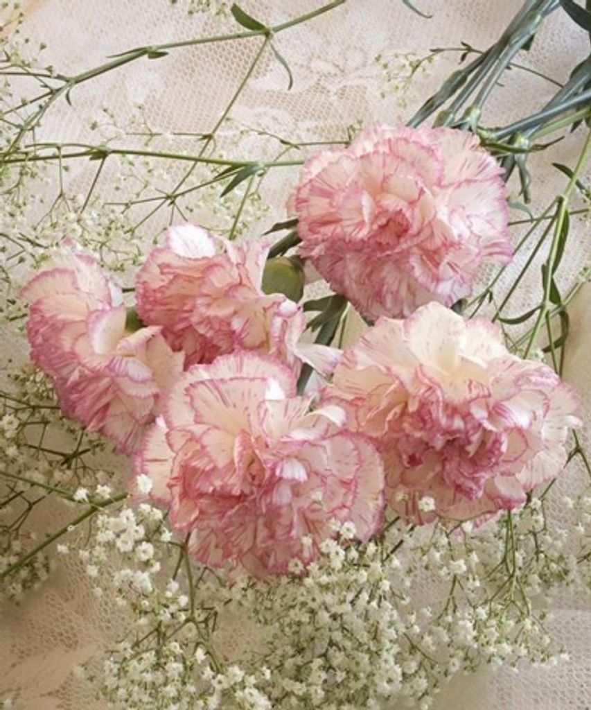 Shirley Arlene Koehn