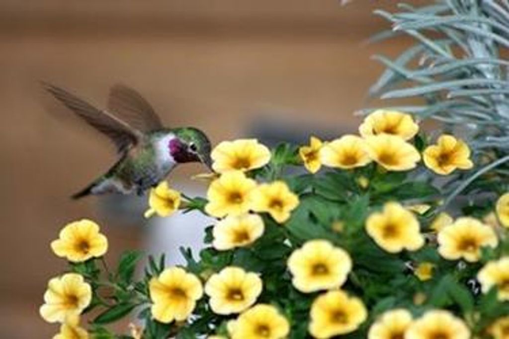 Marian A. Walter Fassett Profile Photo