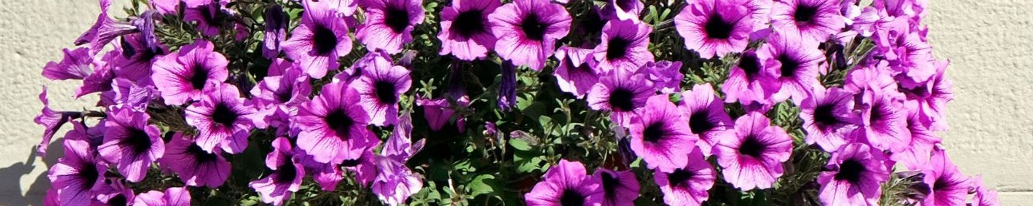 Cover photo for Kathie Pearl Ostman's Obituary