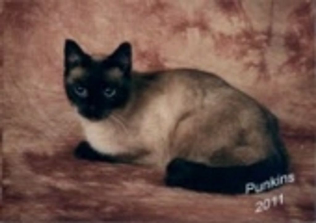 Punkin Maat Profile Photo