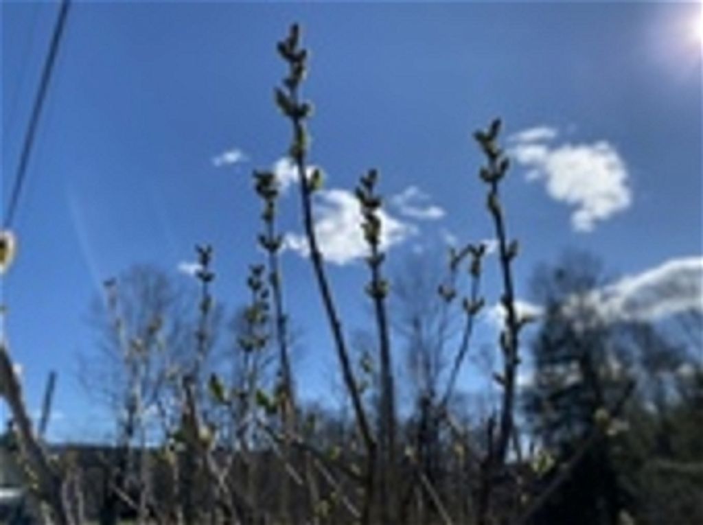 Helen C. Holtzman Profile Photo