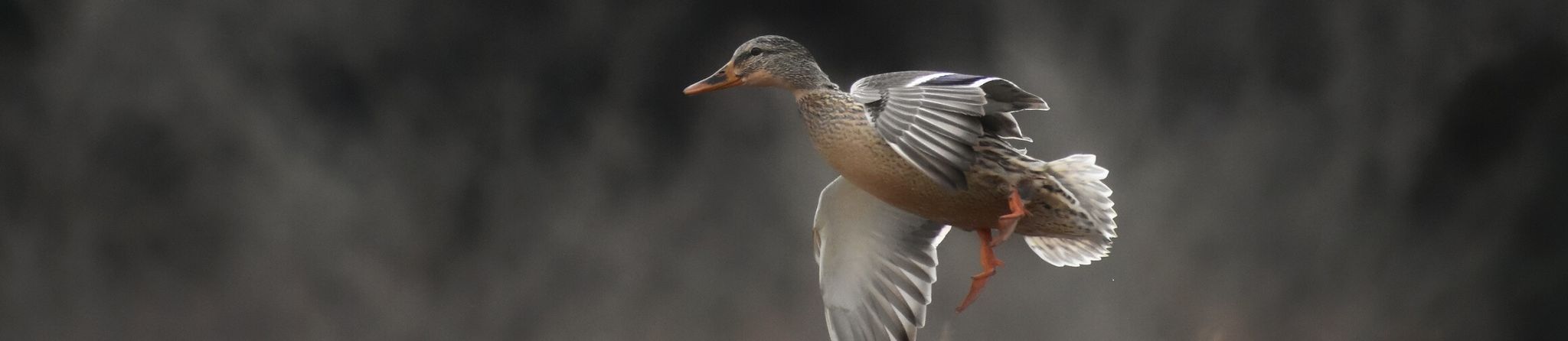 Cover for Stephen (AKA Steve) John Atkins's Obituary