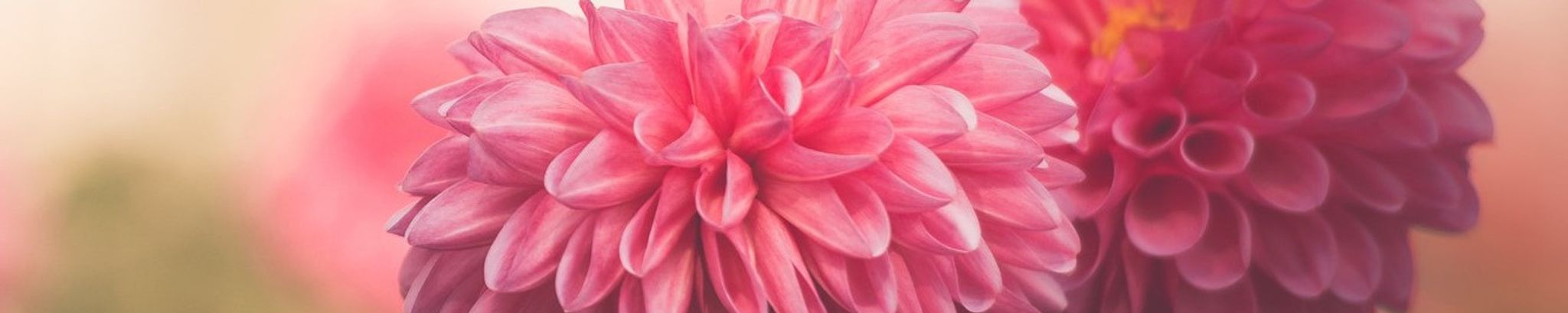 Cover photo for Mary P. Dennison's Obituary