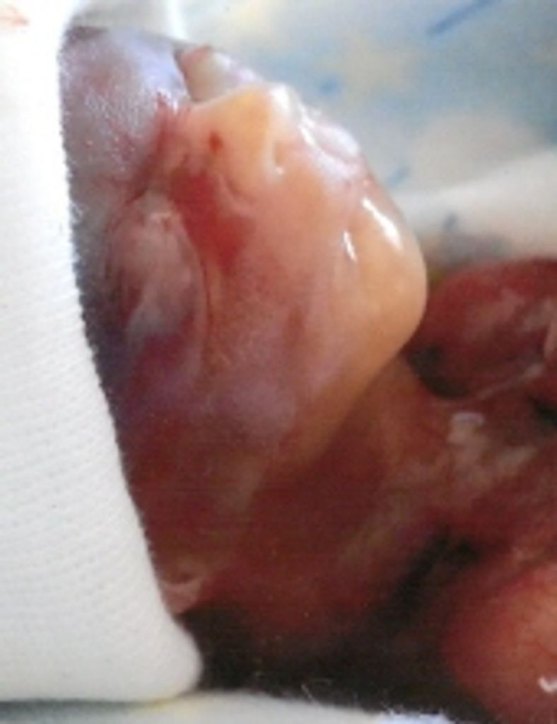 Denziel Rodriguez Jr.