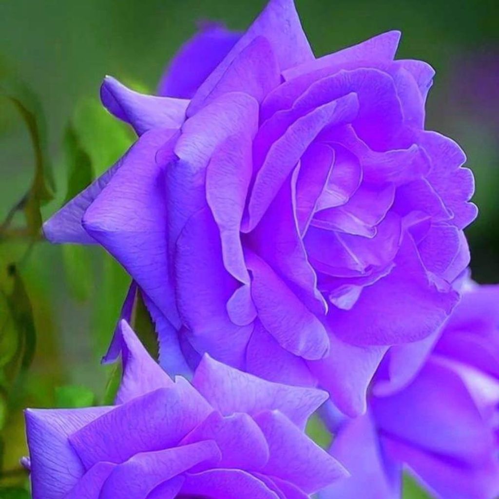 Susan Wilburn