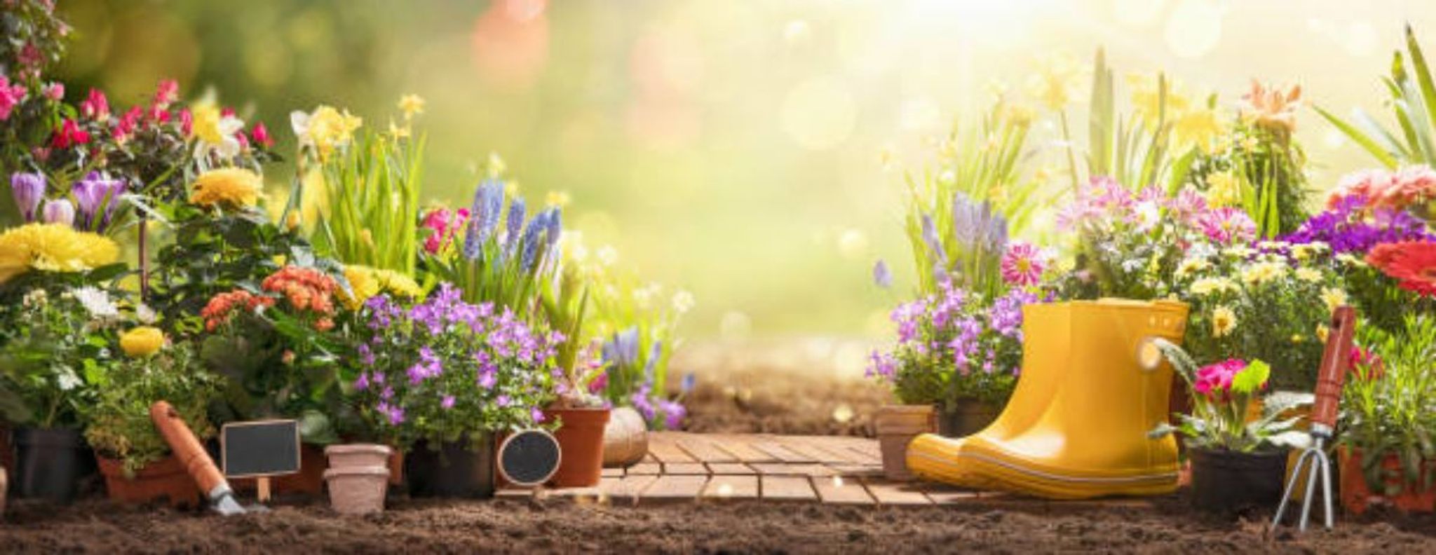 Cover photo for Sheryl Schultz's Obituary