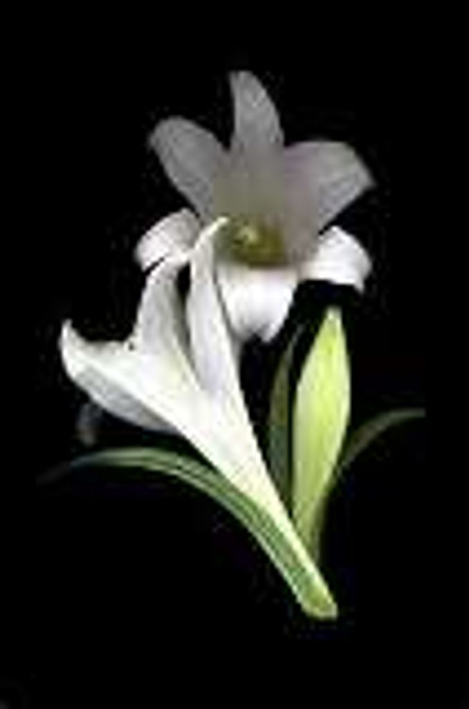 Madelyn M. (Bollinger)  Breidenbach