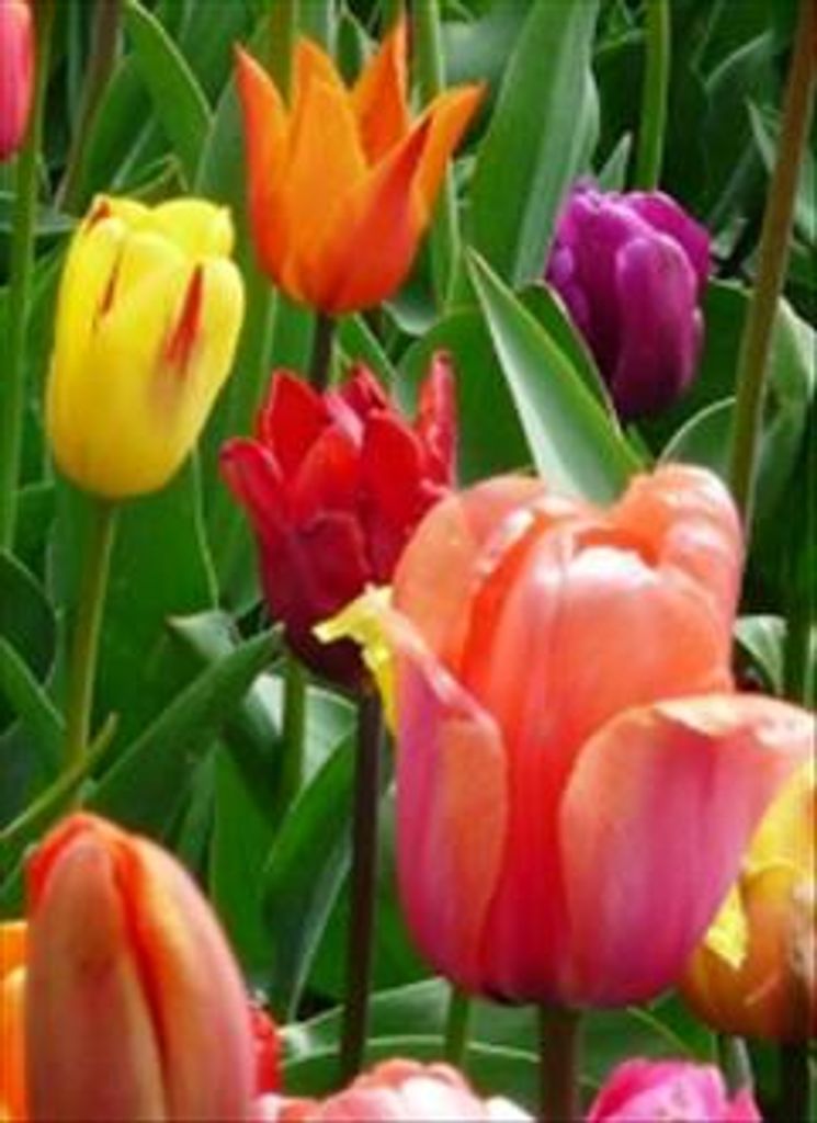 Barbara Anne Knighton Profile Photo